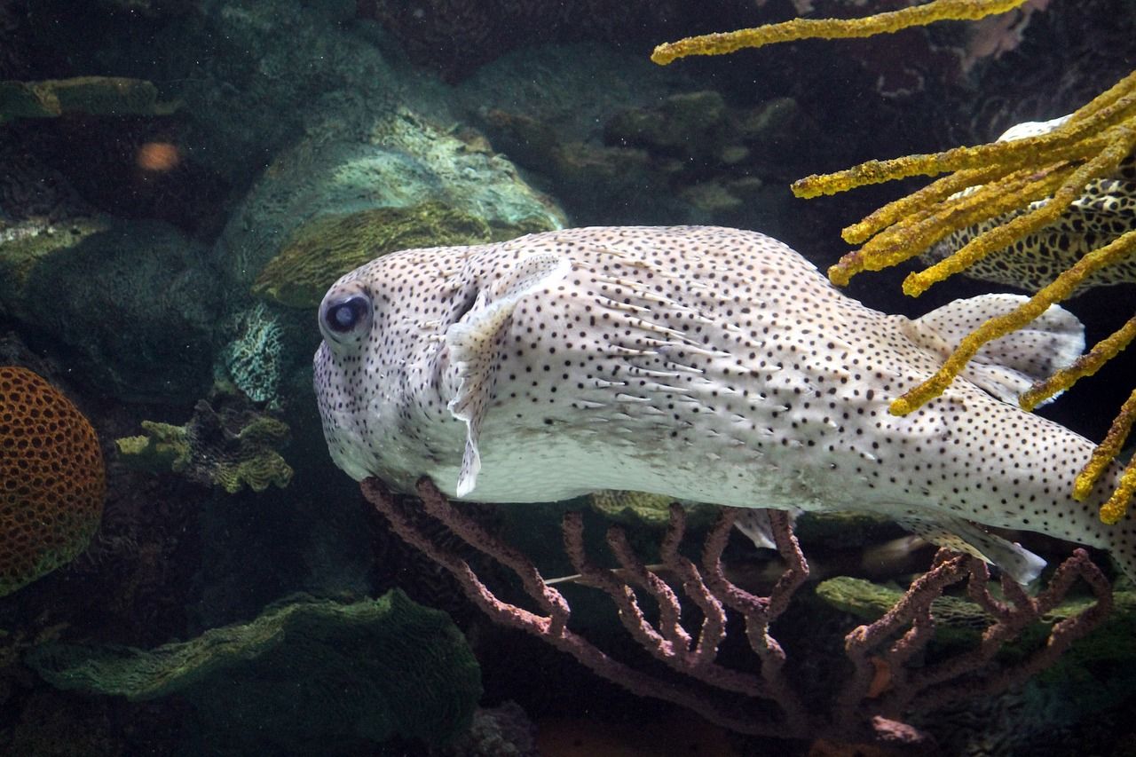 银龙鱼能在鱼缸繁殖吗怎么养（银龙鱼家养能繁殖吗?）