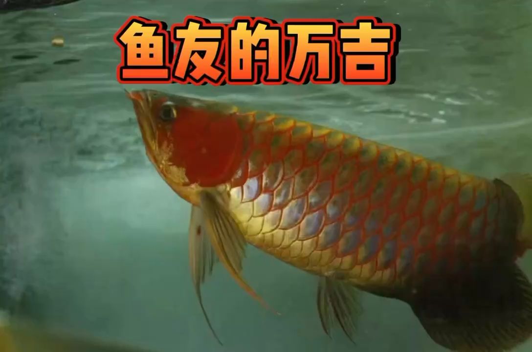 鱼友的万吉-孟尔尔红龙 观赏鱼论坛