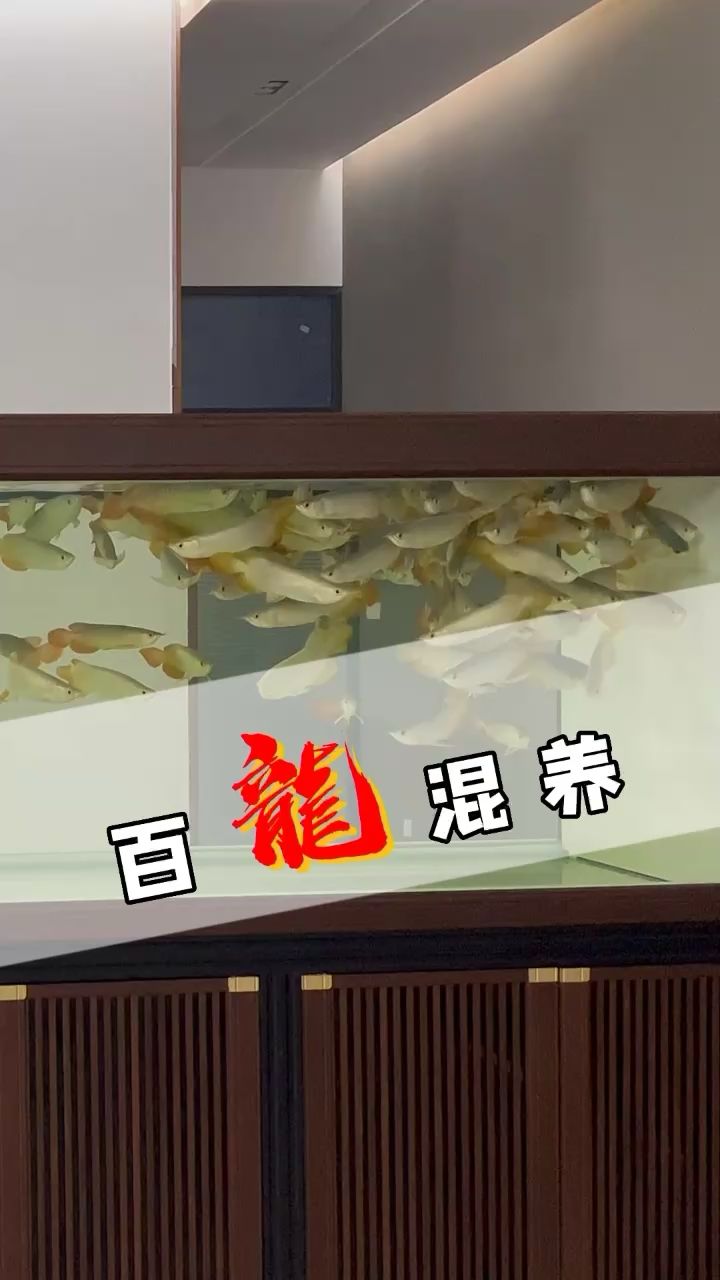 百龙混养 观赏鱼论坛
