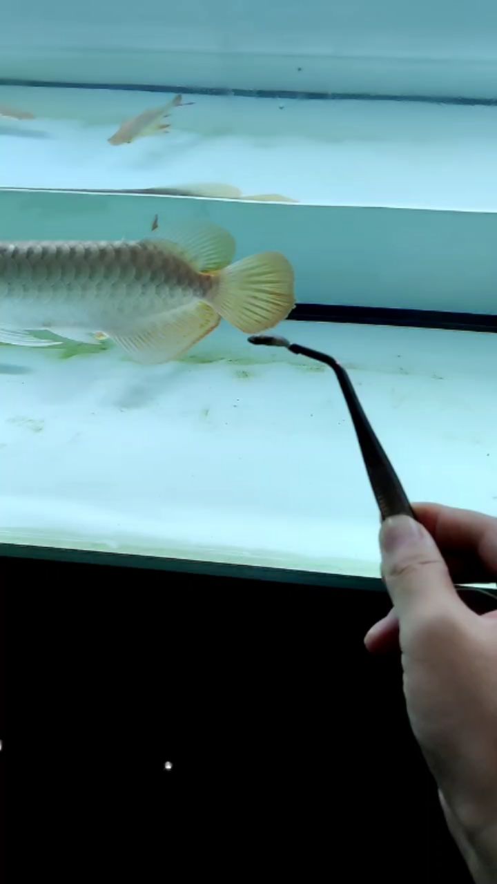 银龙鱼沉缸是怎么回事（ 银龙沉缸底怎么回事） 印尼红龙鱼