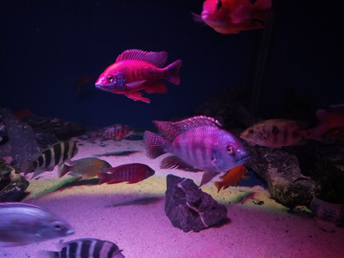 紫红六间 观赏鱼论坛