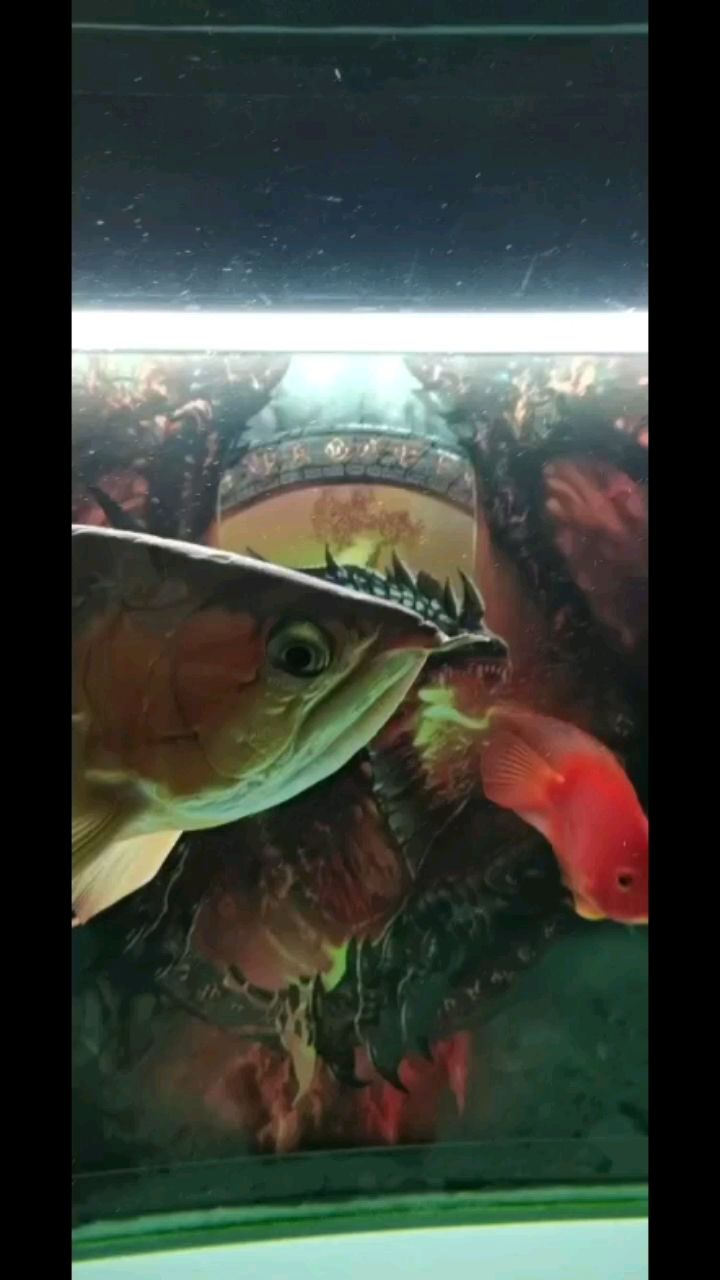 鱼缸照明灯会伤害眼睛吗视频（鱼缸灯会不会伤鱼眼） 龙鱼批发