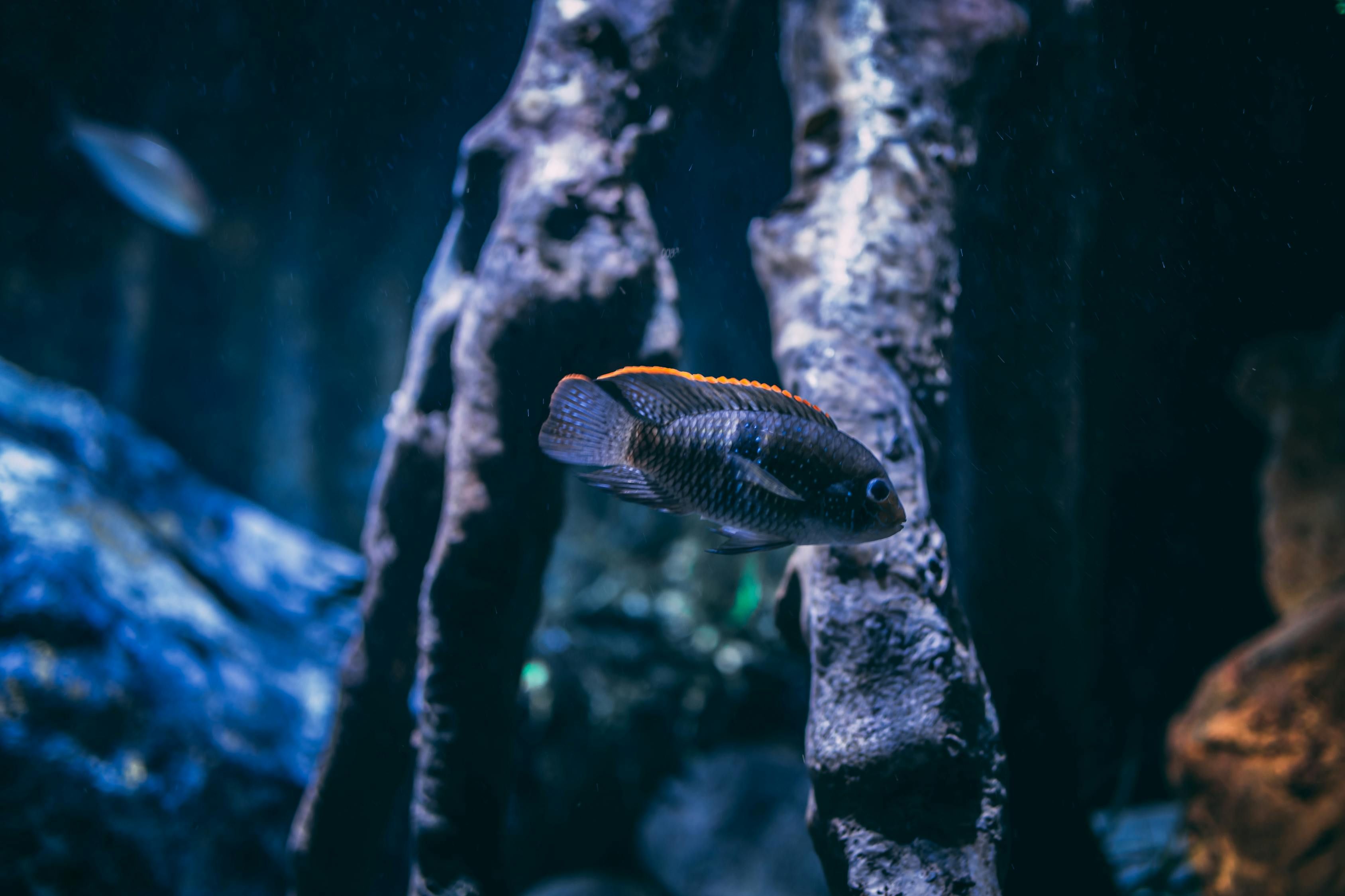鱼缸喷气泡灯（ 鱼缸气泡灯有些孔不冒泡） 申古银版鱼