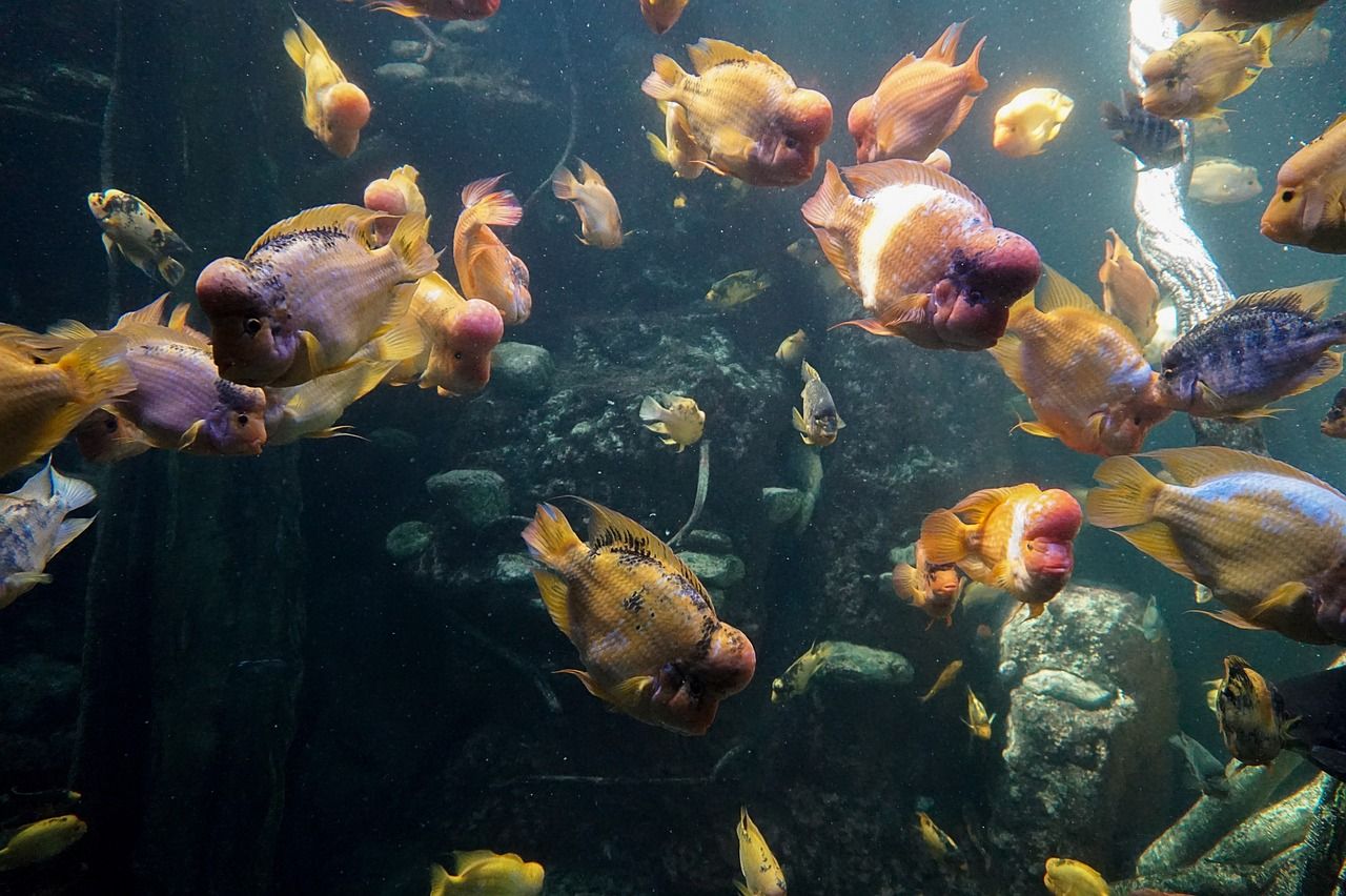 金鱼缸充氧机怎么用：养金鱼充氧机 黄鳍鲳鱼