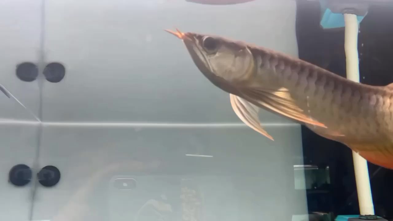 再来一个在店的视频[huaixiao] 观赏鱼论坛