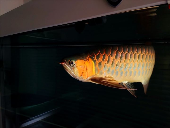 鱼缸中的大自然 观赏鱼论坛 第3张