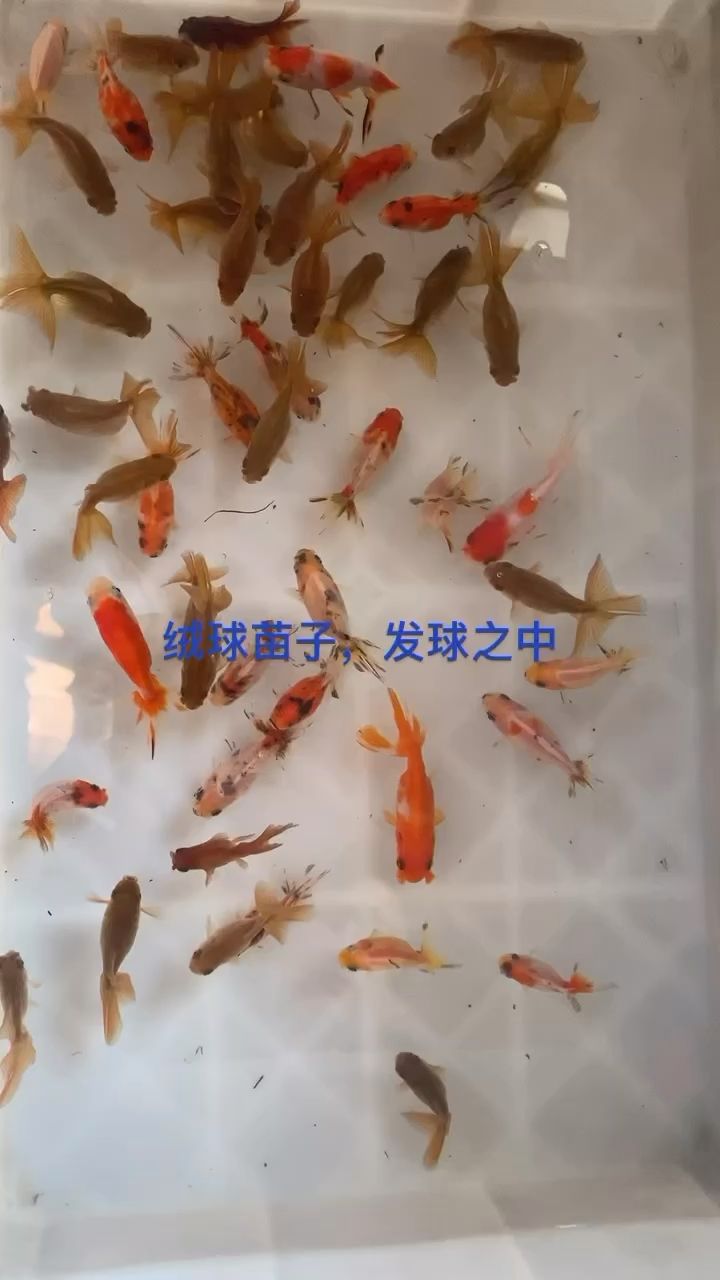 许昌最大的卖鱼缸的地方是哪里啊图片（许昌活鱼批发市场） 肺鱼