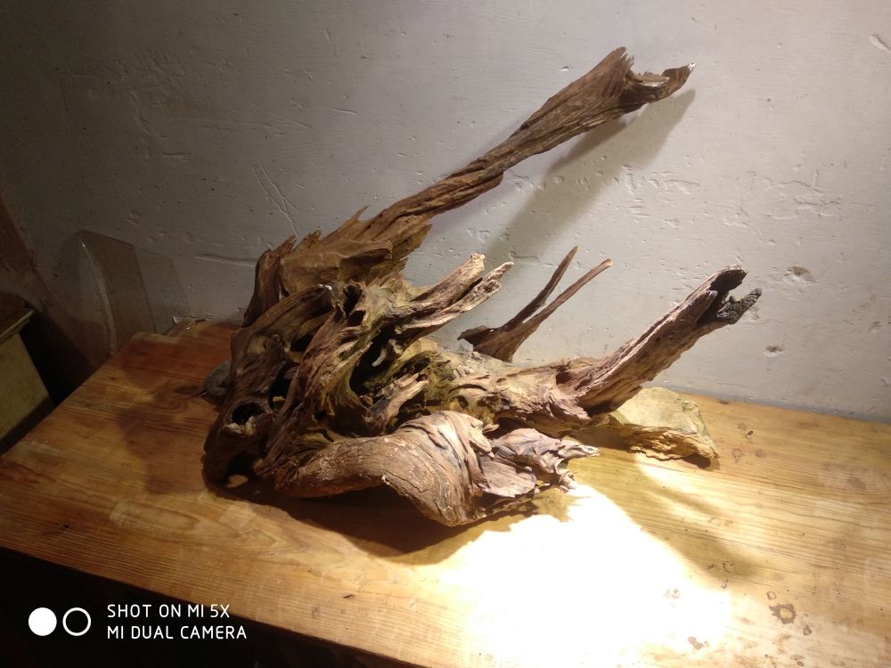 锦木斋的沉木还是可以的 观赏鱼论坛 第5张