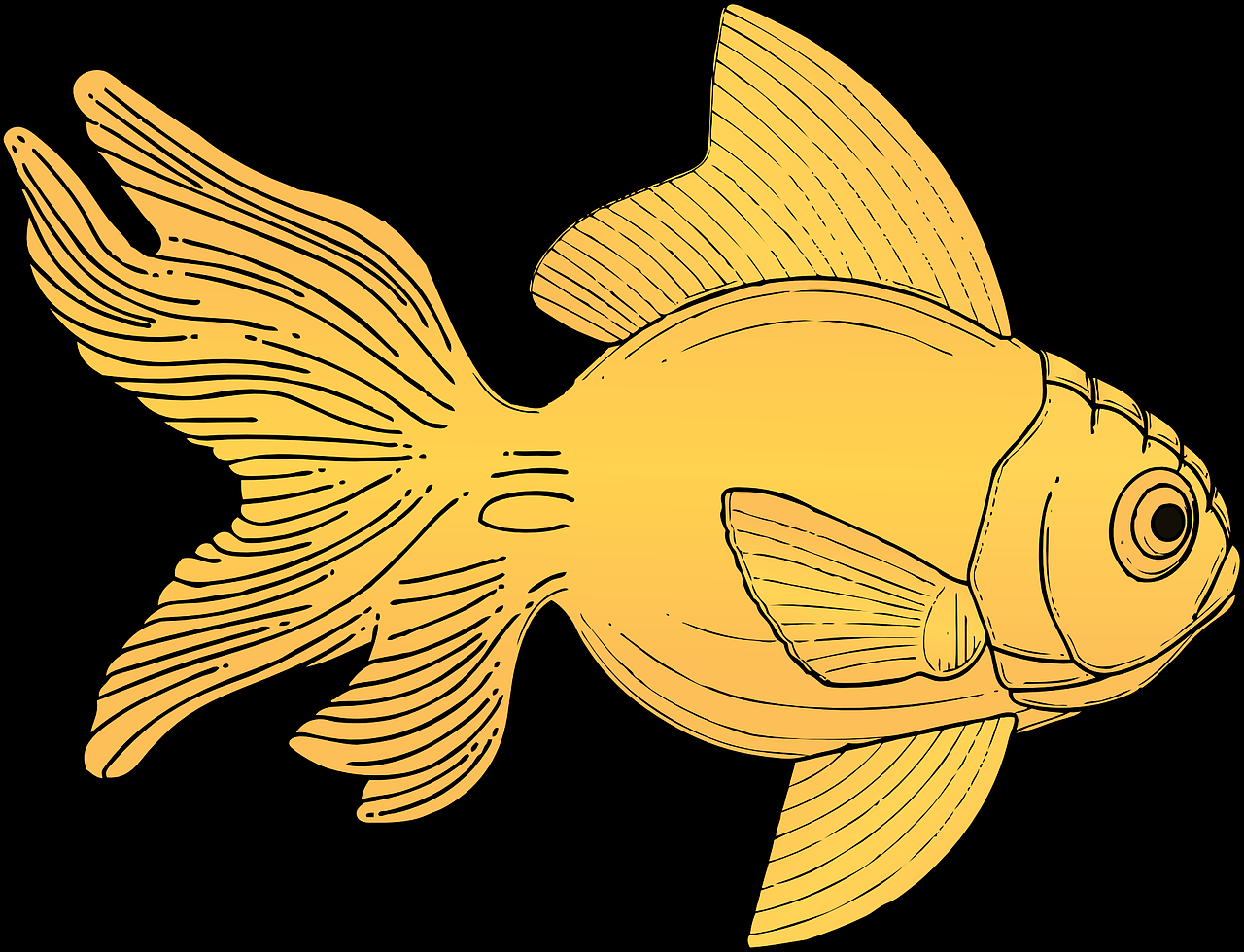 雷龙鱼混养最佳搭配图 12种最适合懒人养的鱼