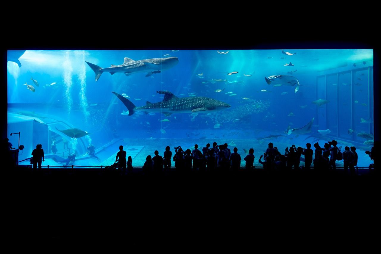 360度鱼缸会议（ 鱼缸32度） 白子黑帝王魟鱼