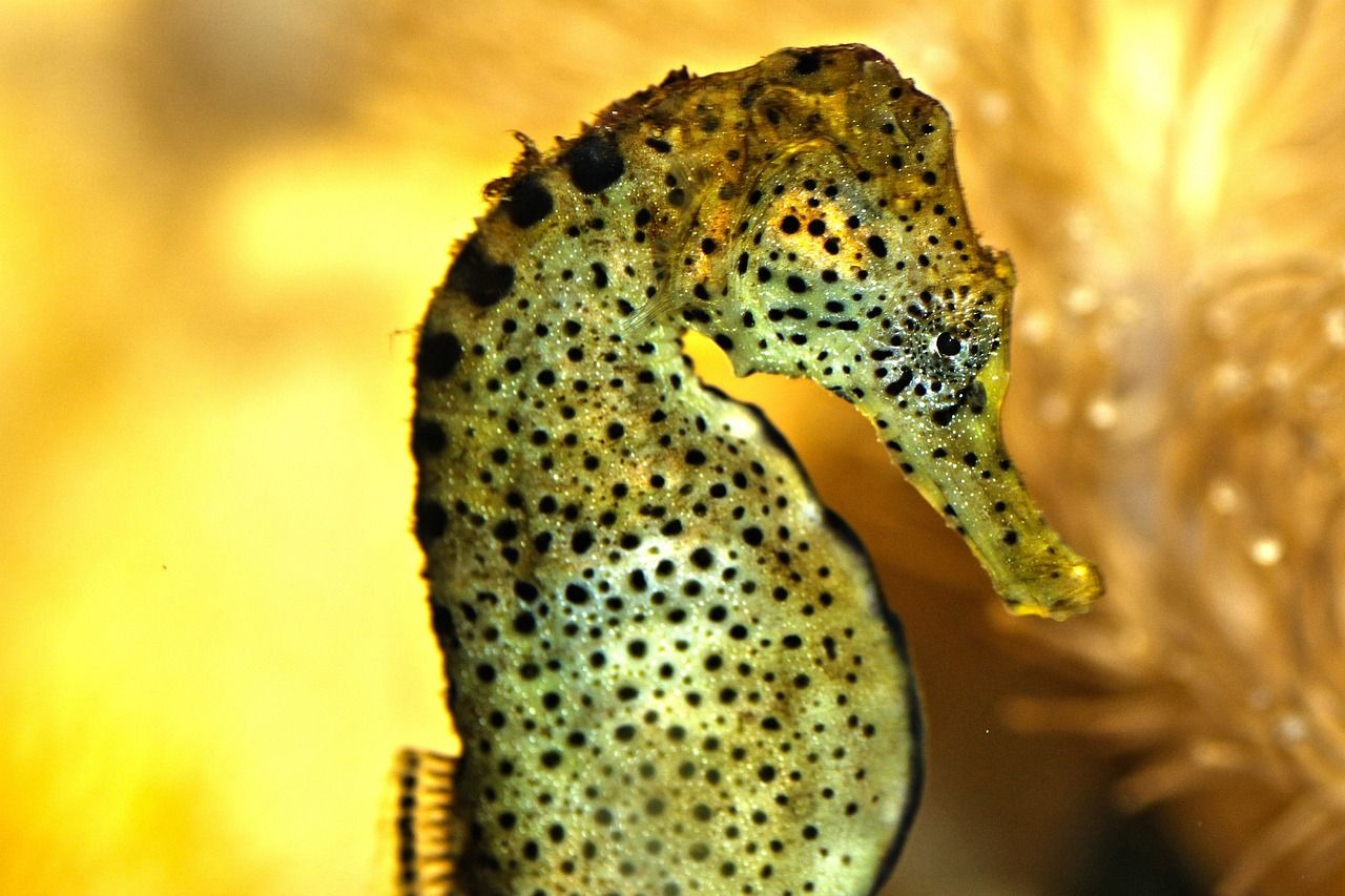 世界最贵血龙鱼图片及价格（世界上最贵的龙鱼排名） 水族灯（鱼缸灯）