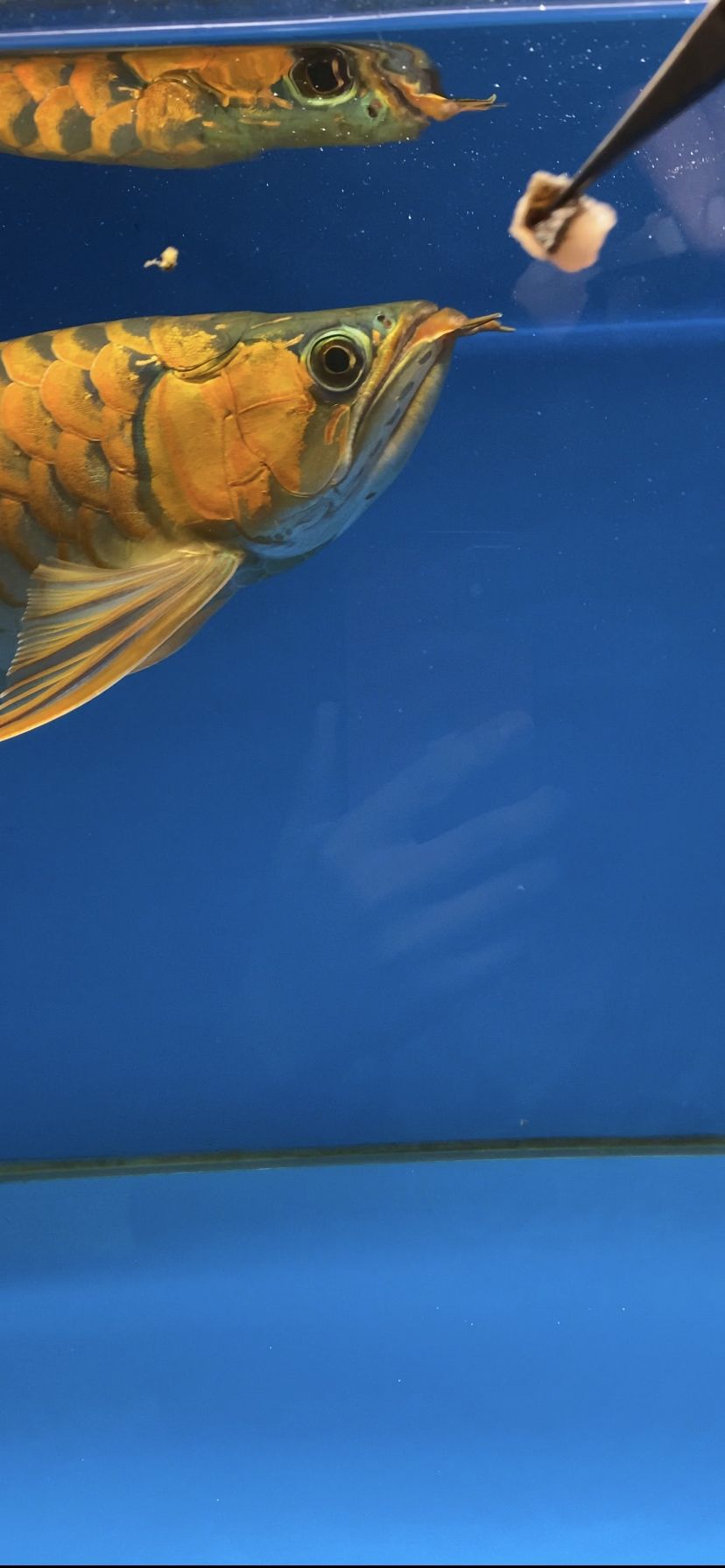 鱼缸海鲜池制作安装视频教程大全（安装海鲜池鱼缸师傅） 孵化器