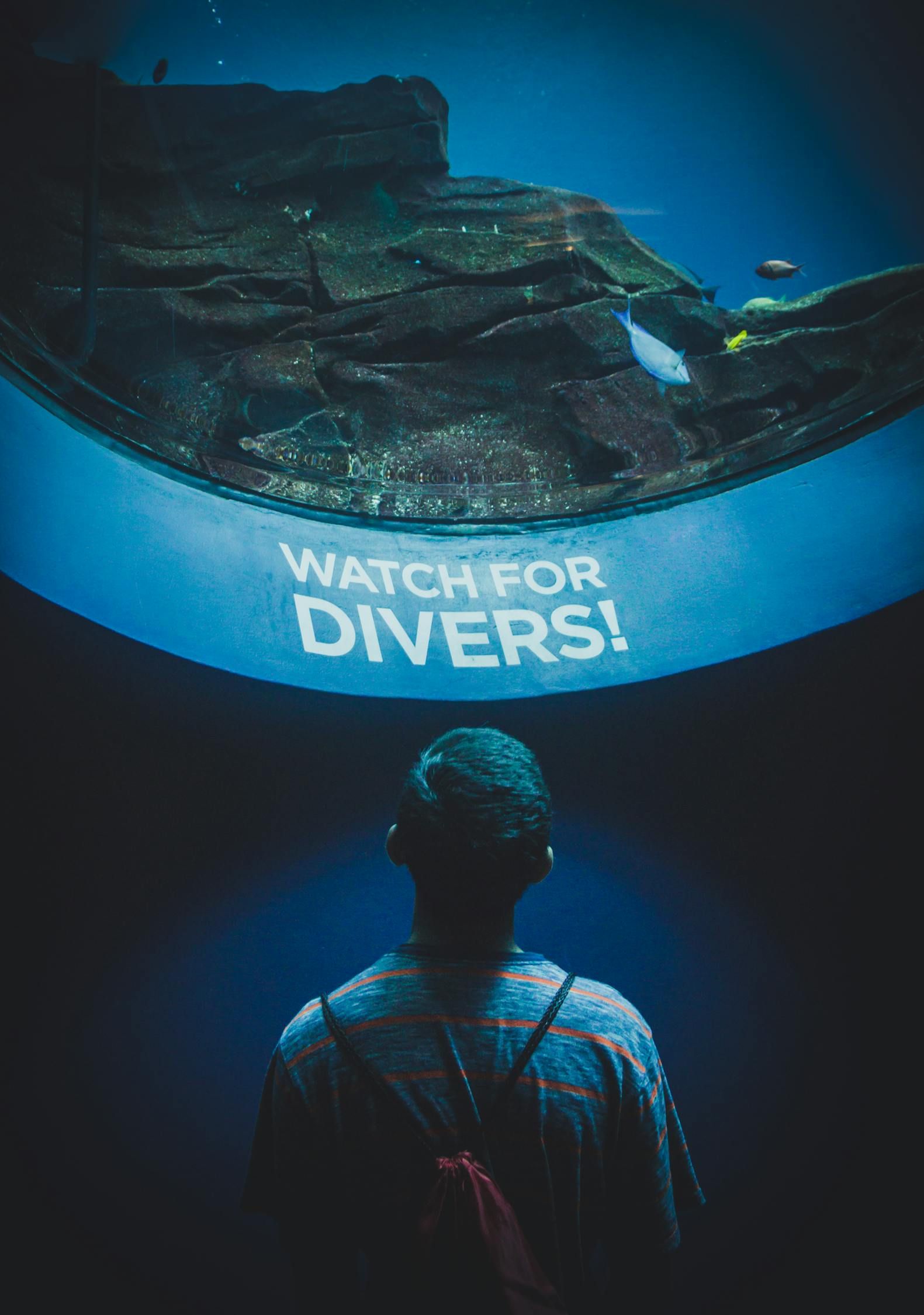 河里的河蚌一直在鱼缸里能活吗视频讲解（河蚌放鱼缸里会不会污染水） 印尼虎苗