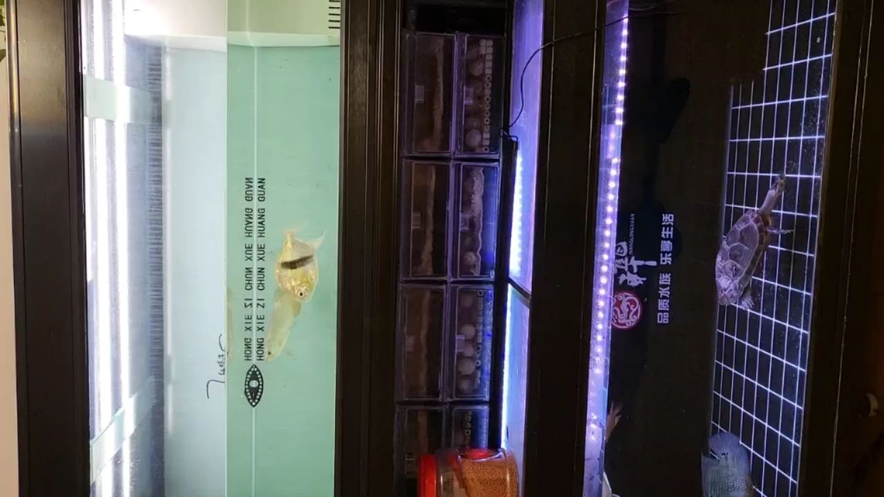 龙口黄城哪里有卖鱼缸的店铺 龙口观赏鱼批发市场 黄金招财猫鱼