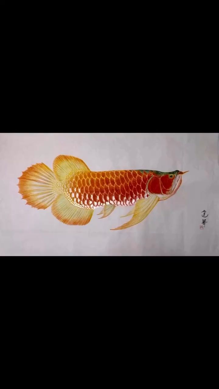 龙鱼画若溪 观赏鱼论坛