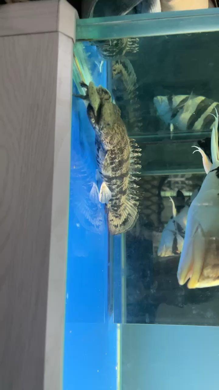 恐龙鱼吃饭 观赏鱼论坛