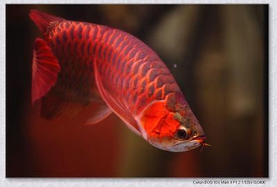 红色的龙鱼