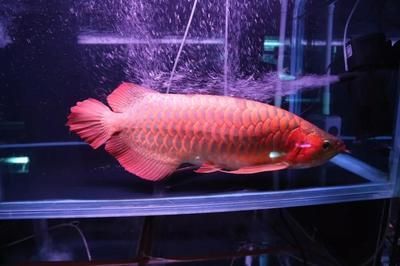 红龙鱼用什么颜色灯 龙鱼百科