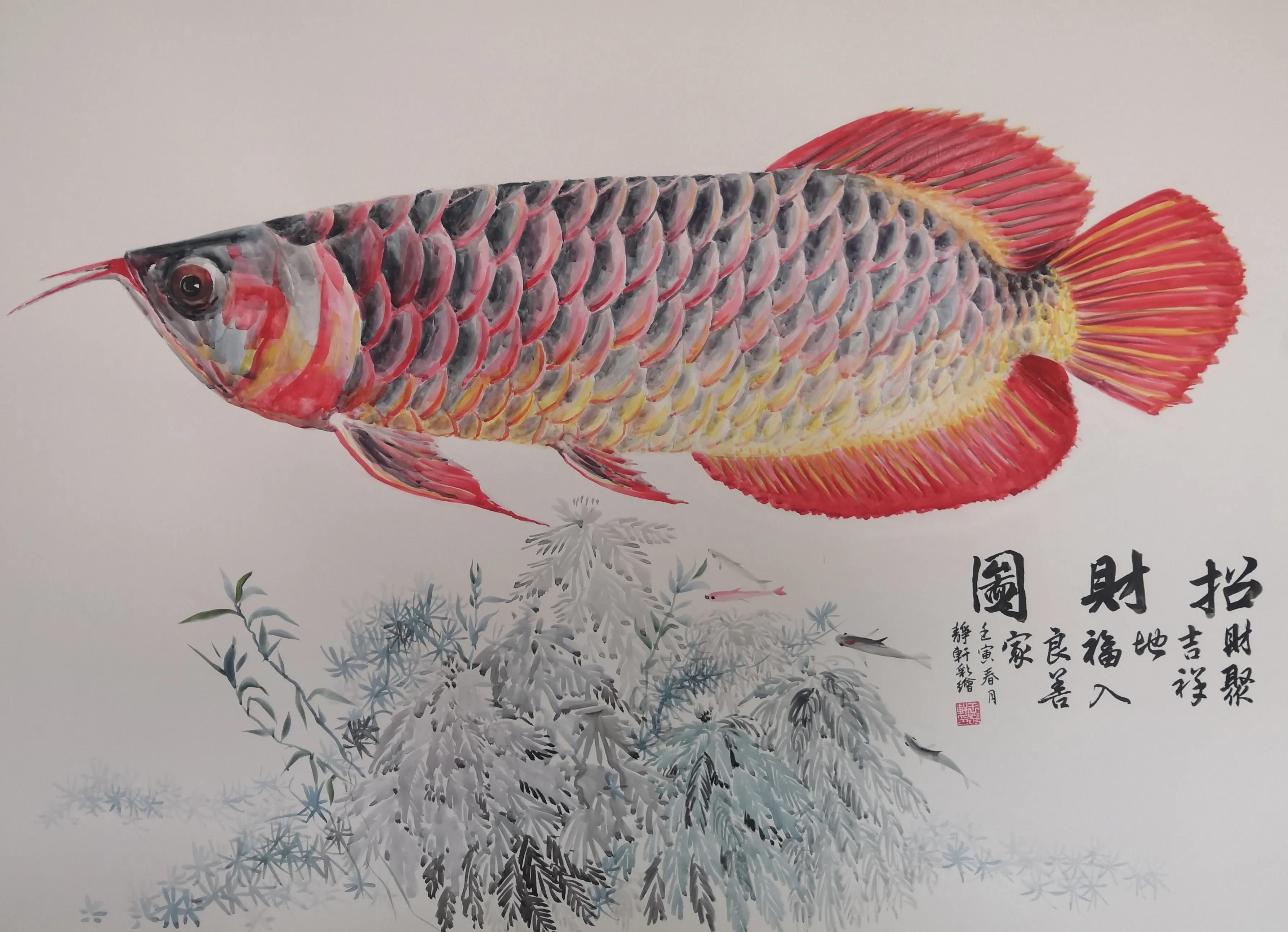 红龙鱼国画