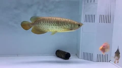20厘米金龙鱼怎么养成金色的鱼