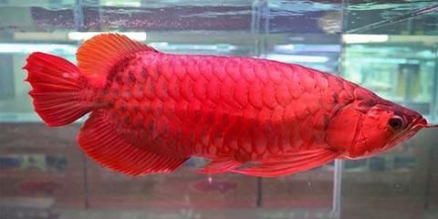 红龙鱼背部发色