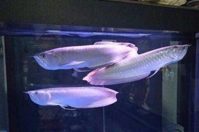 40cm的银龙鱼值多少钱 龙鱼