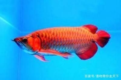 红色金龙鱼寓意什么含义和象征 龙鱼