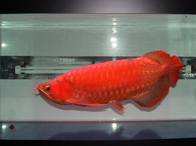 红龙鱼属于什么品种的鱼_