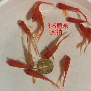红龙鱼鱼苗多少钱