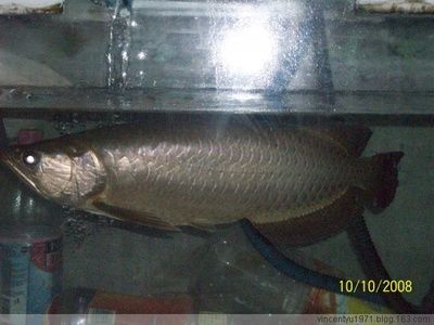 40厘米银龙鱼价格表 龙鱼百科