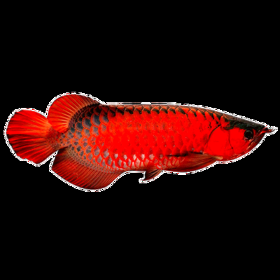 红色的金龙鱼叫什么鱼名字呢