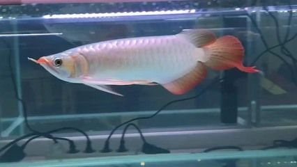 30公分红龙鱼用什么灯光 龙鱼百科