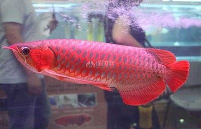 红龙鱼25公分颜色是怎么样的呢