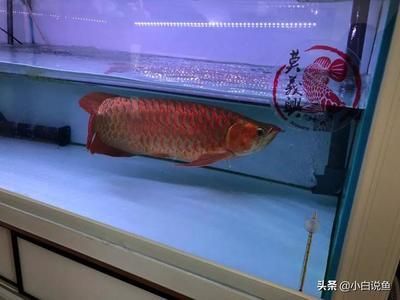 60公分红龙鱼喂食量是多少呢