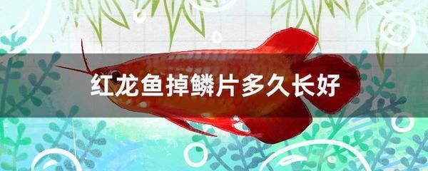 红龙鱼身上发白怎么了