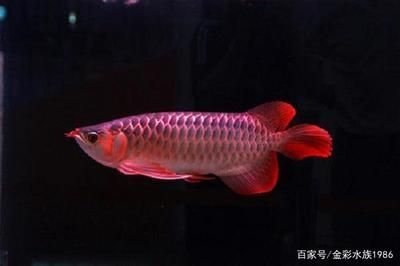 红龙鱼养多久成年鱼