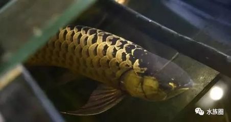 金龙鱼鱼须