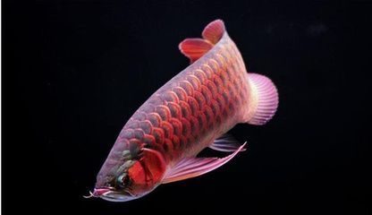 红尾龙鱼吃什么发色最好养呢