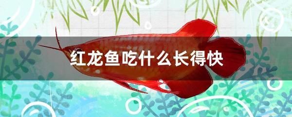 红龙鱼怎么喂长得快些的食物 龙鱼百科