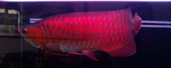 红龙鱼颜色浅了是什么原因造成的呢