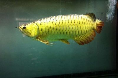 金龙鱼的种类和鉴别 龙鱼百科
