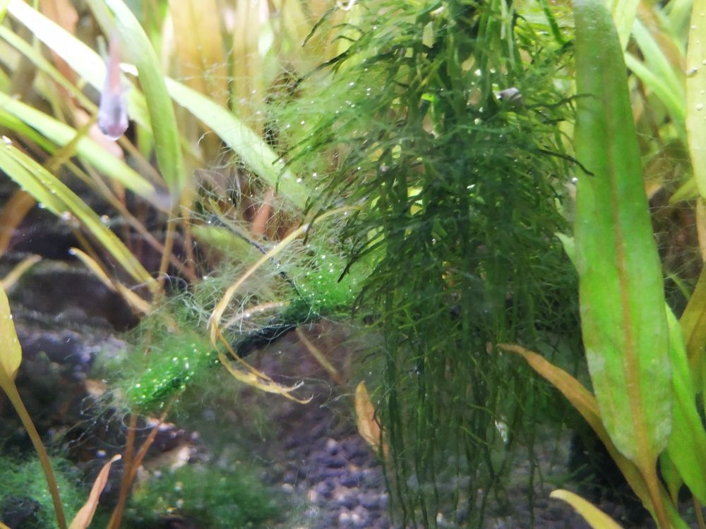绿丝藻和螺如何去除