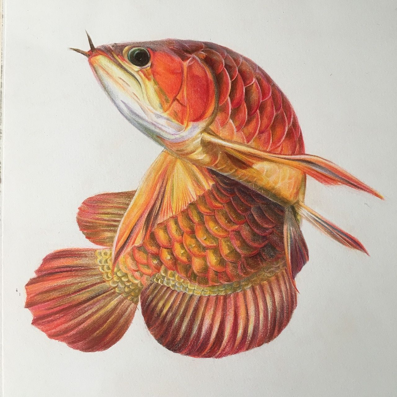红龙鱼绘画技巧分享