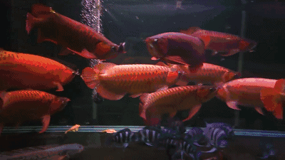 红金龙鱼动态壁纸 龙鱼百科