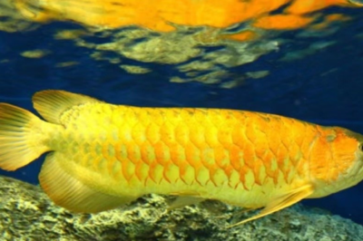 金龙鱼最爱吃的食物是什么食物 龙鱼百科