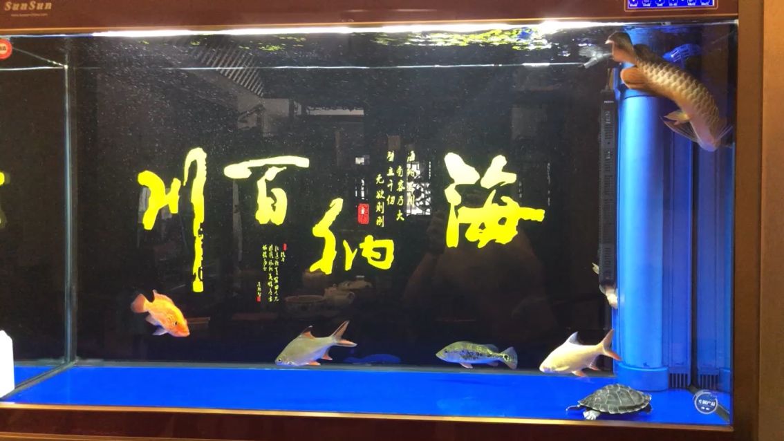 小龙7.14纪录 观赏鱼论坛