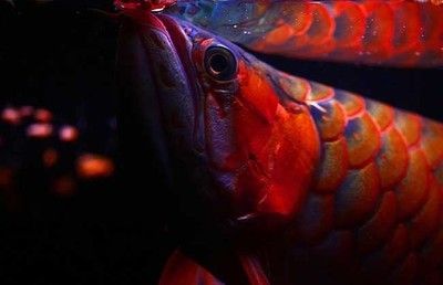 红龙鱼背景什么颜色好看