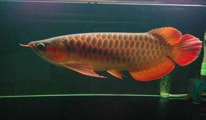 20厘米红龙鱼一年能长多大_