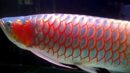 红金龙鱼吃什么有助颜色生成