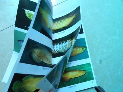 龙鱼的养殖与鉴赏论文范文大全 龙鱼百科